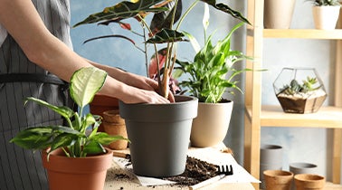 Comment créer un jardin intérieur