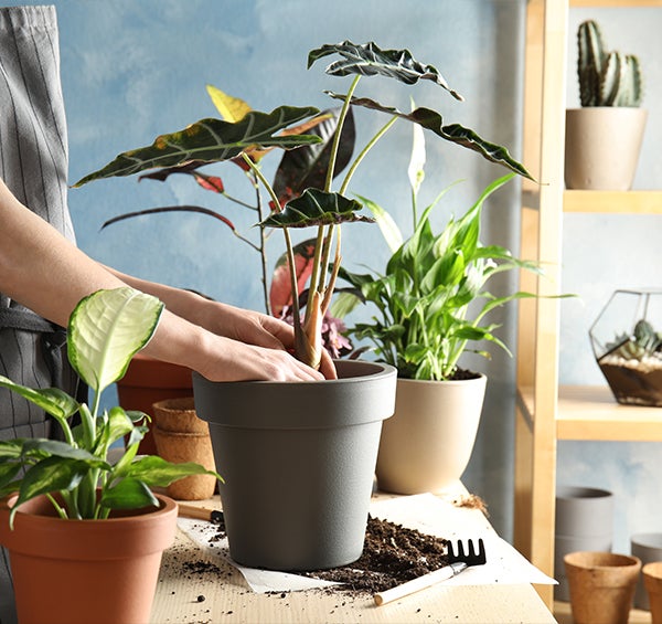 Comment créer un jardin intérieur