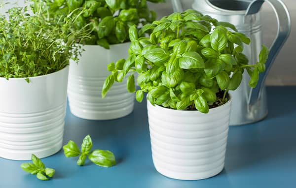 Étape 2 : sélectionner les plantes