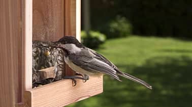 Nourrir les oiseaux chez soi en toutes saisons