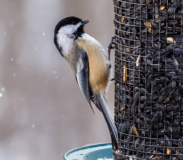 oiseaux hiver