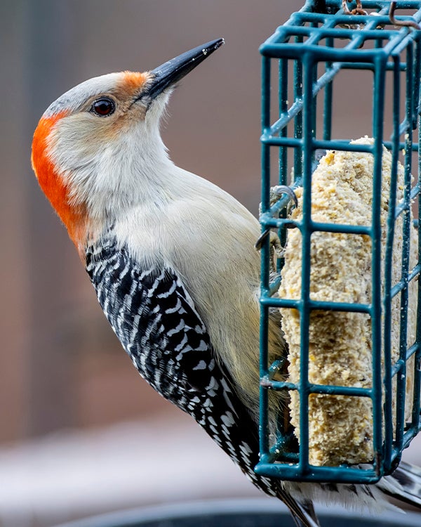oiseaux hiver