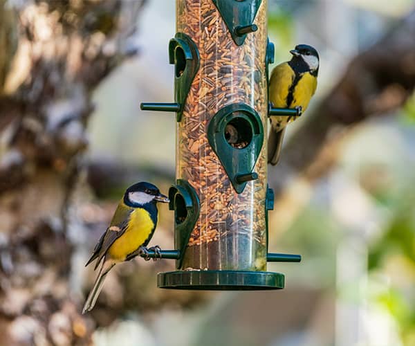 oiseaux printemps