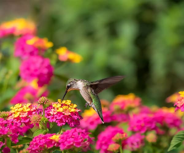 oiseaux été