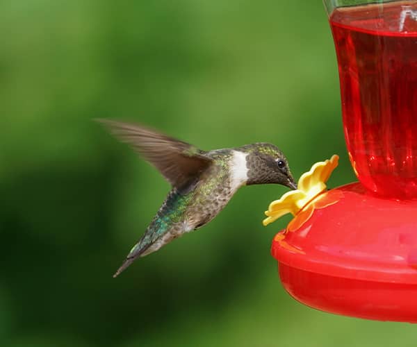 abreuvoir pour colibris
