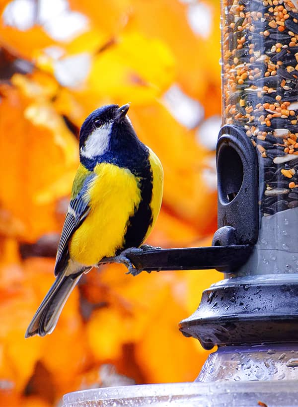 oiseaux automne