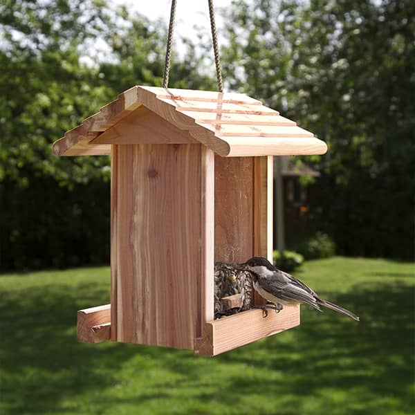 nourrir les oiseaux 