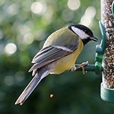 Articles pour oiseaux